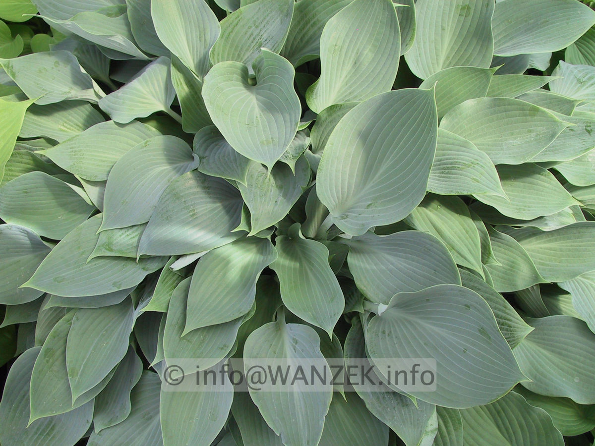 Hosta Hybride Perry's True Blue 05.JPG